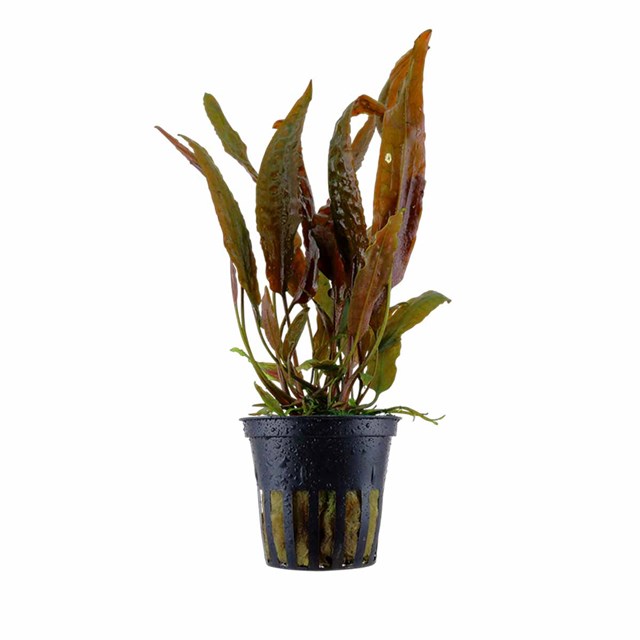 Cryptocoryne usteriana kruka