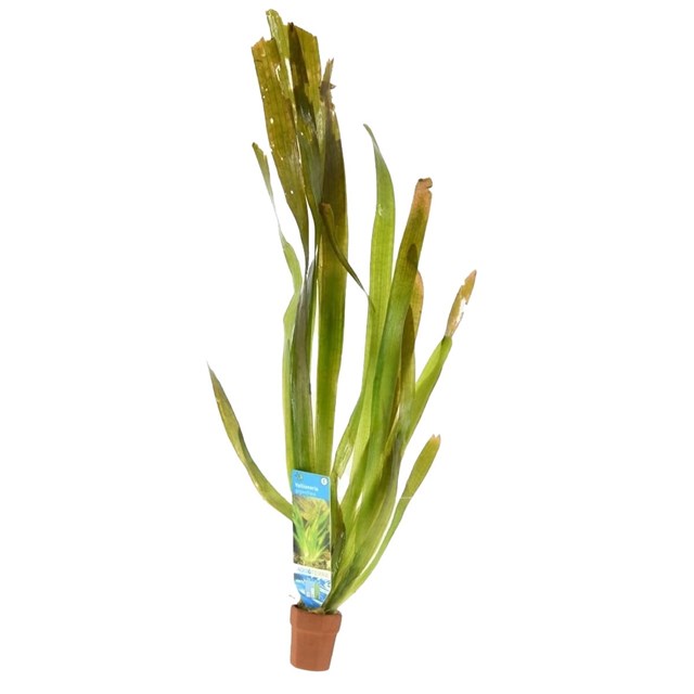 Vallisneria sp. ´Gigantea´ kruka