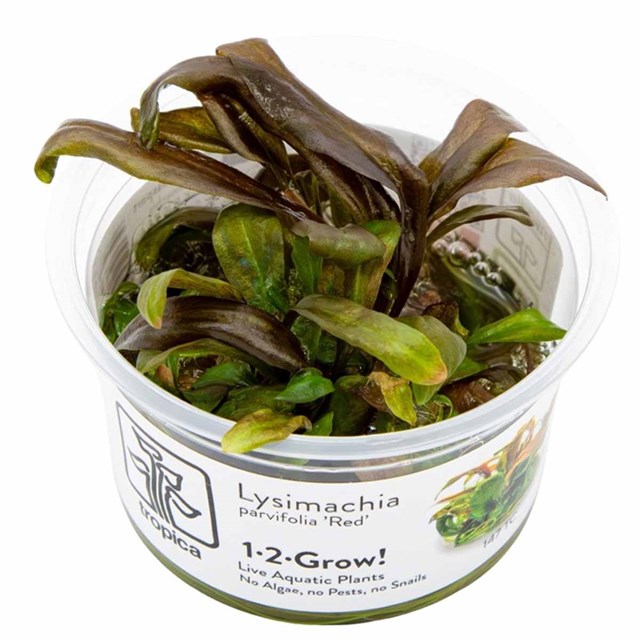 1-2-Grow - Lysimachia Parvifolia ´Red´