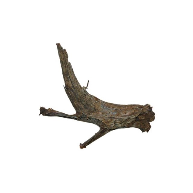 Mangroverot - Medium/Large - 30-40 cm