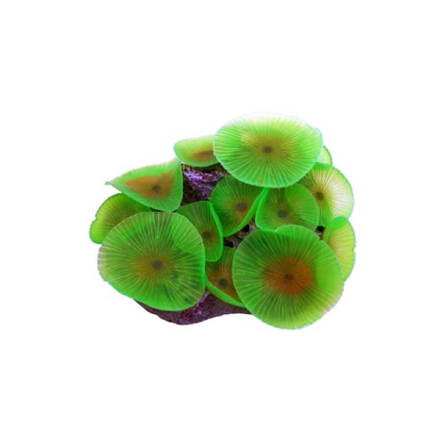 Korall Mjuk runda - 10 cm lång - Mixade Färger