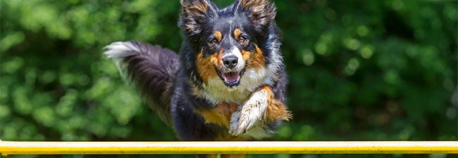 Hundträning & Agility