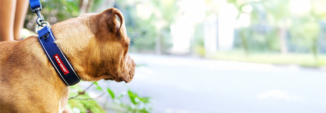 Hundhalsband