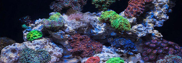 Kemi & Korallnäring