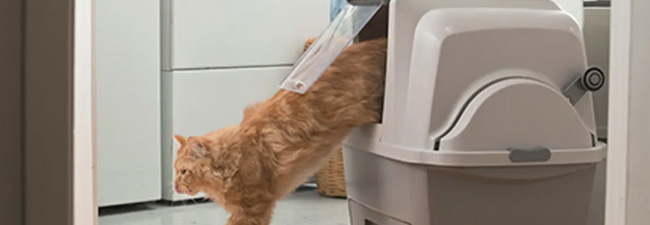 Kattlåda
