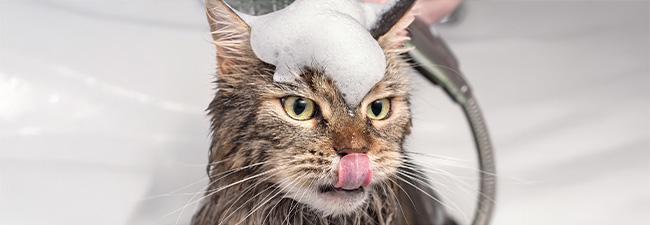 Kattschampo & balsam