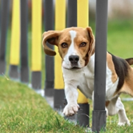Hundträning & Agility