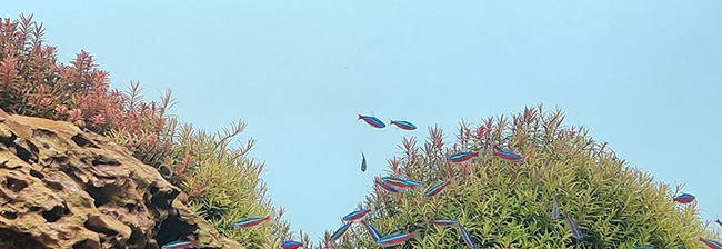 #Nanoakvarium - Taggsida