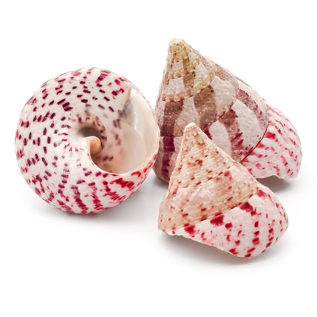 Snäckskal Troca maculata Red 3-6 cm - 6 st