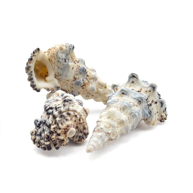 Snäckskal Cerithium nodelosum 7-10 cm - 6 st