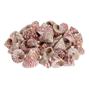 Snäckskal Troca maculata Red 3-6 cm - 6 st