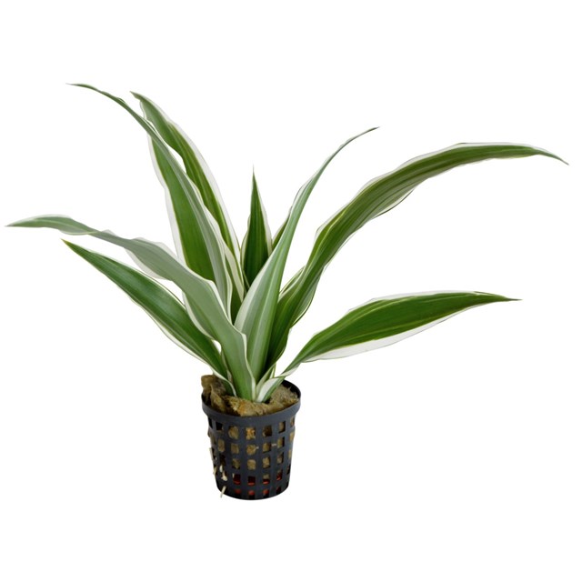 Dracaena sanderiana ´White´ - Terrarieväxt