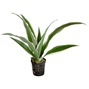 Dracaena sanderiana ´White´ - Terrarieväxt