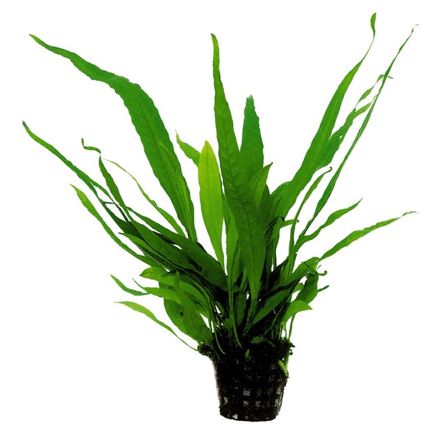 Microsorum pteropus kruka