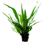 Microsorum pteropus kruka