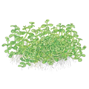 1-2-Grow - Micranthemum tweediei ´Monte Carlo´