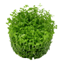 1-2-Grow - Micranthemum tweediei ´Monte Carlo´