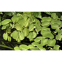 1-2-Grow - Salvinia minima - Flytväxt