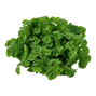 1-2-Grow - Salvinia minima - Flytväxt