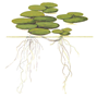 1-2-Grow - Limnobium laevigatum - Flytväxt