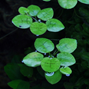 1-2-Grow - Limnobium laevigatum - Flytväxt