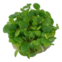 1-2-Grow - Limnobium laevigatum - Flytväxt