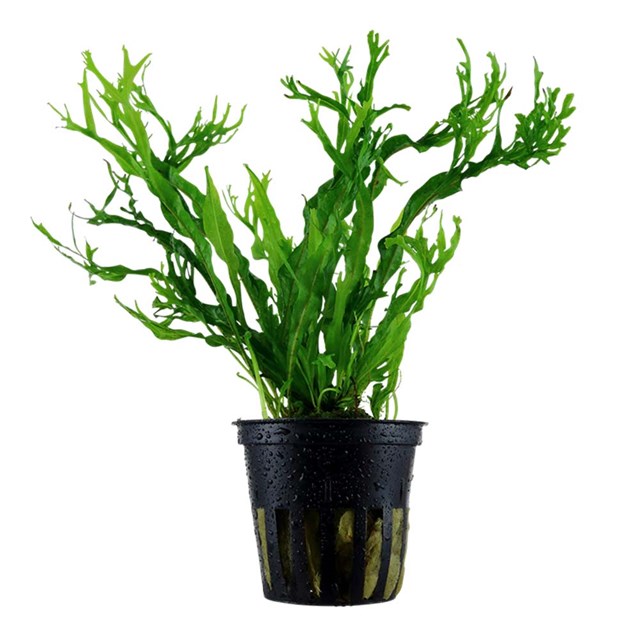 Microsorum pteropus ´Windeløv´ - Kruka