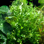 Microsorum pteropus ´Windeløv´ - Kruka