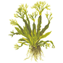 Microsorum pteropus ´Windeløv´ - Kruka