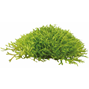 Easy Grow - Riccia Fluitans