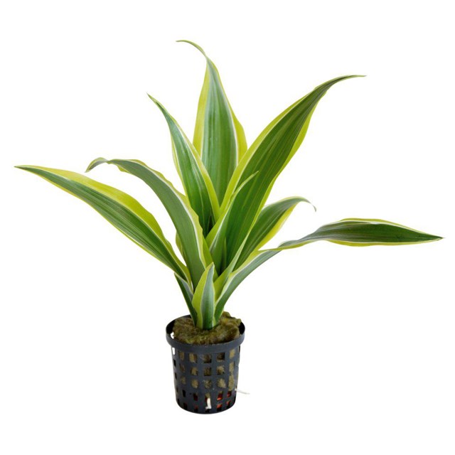 Dracaena sanderiana ´Yellow´ - Terrarieväxt