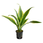Dracaena sanderiana ´Yellow´ - Terrarieväxt