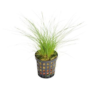Eleocharis Acicularis Yellow kruka