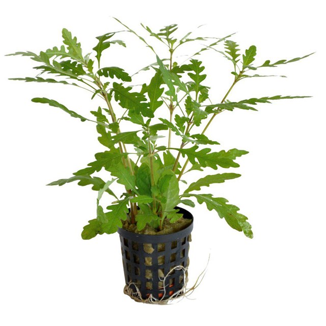 Hygrophila Pinnatifida kruka