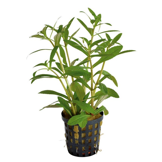 Limnophila Aromatica kruka