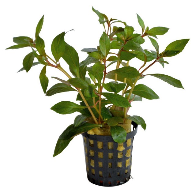 Ludwigia Glandulosa kruka