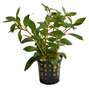 Ludwigia Glandulosa kruka