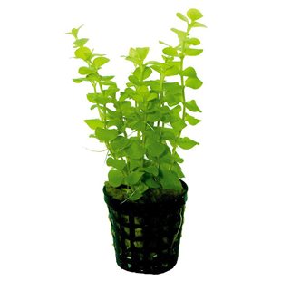 Lysimachia Nummularia Aurea kruka