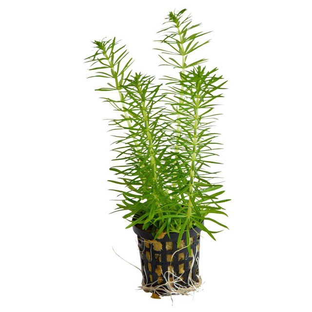 Pogostemon Erectus kruka