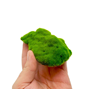 Kipouss Pebble Stone - Levande frön - 7,5-10 cm