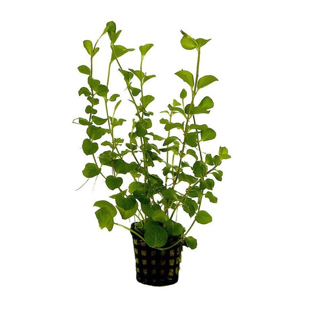 Lysimachia nummularia Kruka