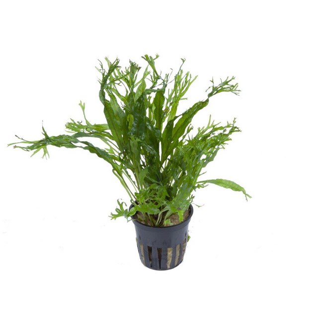 Microsorum Pteropus ´Windelov´ Kruka