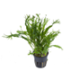 Microsorum Pteropus ´Windelov´ Kruka