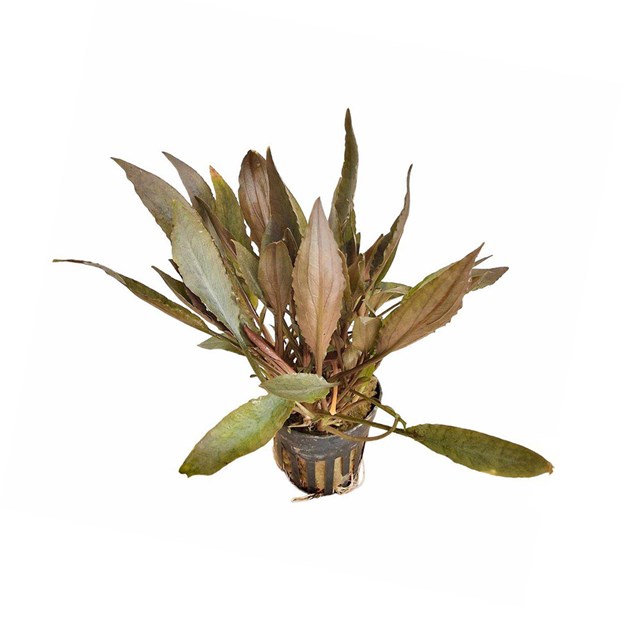 Cryptocoryne petchii ´Pink´ kruka