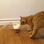Cat Hunt´n Swat Treat Tumbler