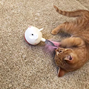 Cat Hunt´n Swat Treat Tumbler