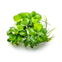 1-2-Grow - Anubias barteri ´Mini Coin´