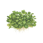 1-2-Grow - Anubias barteri ´Mini Coin´