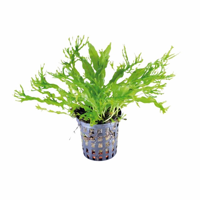 Microsorum pteropus ´Windelov´ kruka