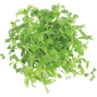 Easy Grow - Hottonia palustris ´Vattenblink´